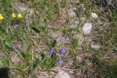 KONICA MINOLTA DIGITAL CAMERA