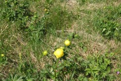 KONICA MINOLTA DIGITAL CAMERA