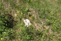 KONICA MINOLTA DIGITAL CAMERA