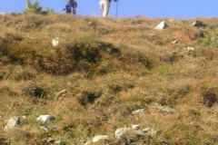 KONICA MINOLTA DIGITAL CAMERA