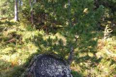 KONICA MINOLTA DIGITAL CAMERA