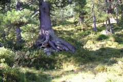 KONICA MINOLTA DIGITAL CAMERA