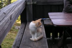 KONICA MINOLTA DIGITAL CAMERA