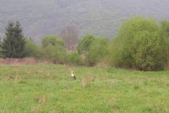 KONICA MINOLTA DIGITAL CAMERA