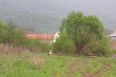 KONICA MINOLTA DIGITAL CAMERA