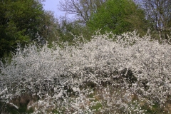 KONICA MINOLTA DIGITAL CAMERA