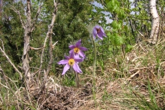 KONICA MINOLTA DIGITAL CAMERA