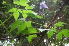 KONICA MINOLTA DIGITAL CAMERA