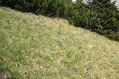 KONICA MINOLTA DIGITAL CAMERA